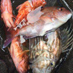 「LaGooN」蒼陽丸 日和号　 釣果