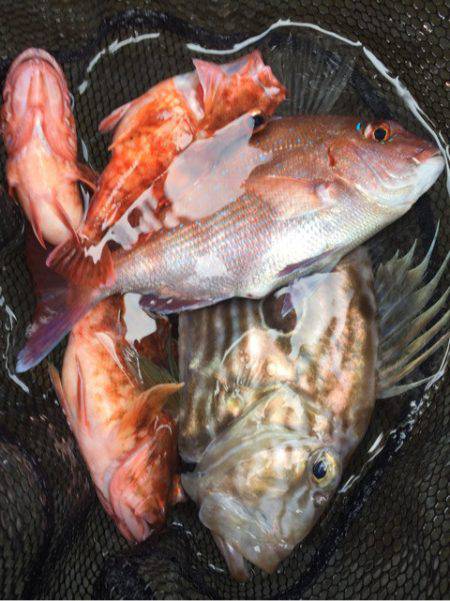 「LaGooN」蒼陽丸 日和号　 釣果