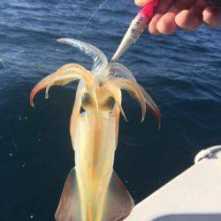 「LaGooN」蒼陽丸 日和号　 釣果