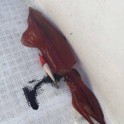 「LaGooN」蒼陽丸 日和号　 釣果