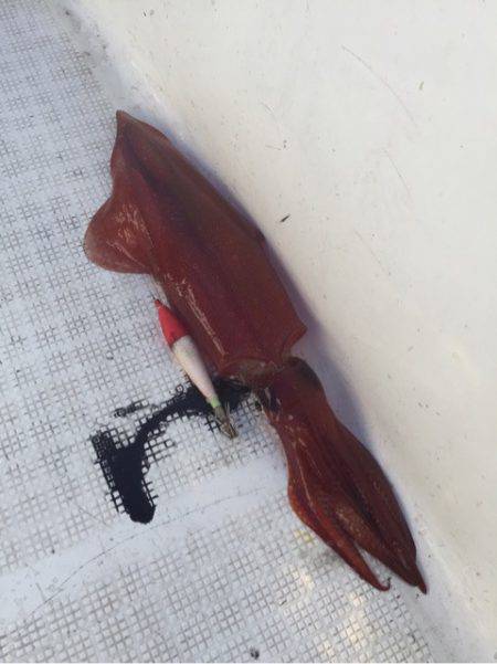 「LaGooN」蒼陽丸 日和号　 釣果