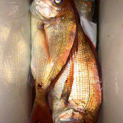 龍神丸(鹿児島) 釣果