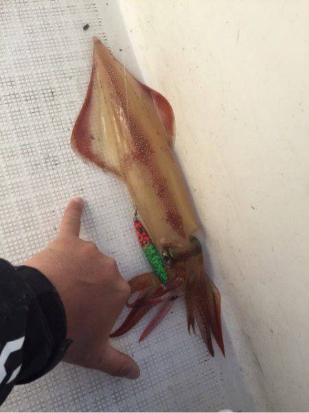 「LaGooN」蒼陽丸 日和号 釣果