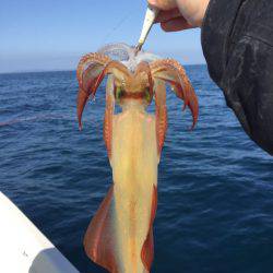 「LaGooN」蒼陽丸 日和号 釣果