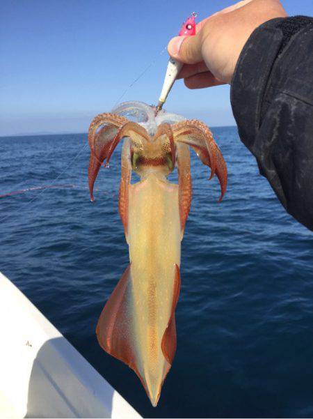「LaGooN」蒼陽丸 日和号 釣果