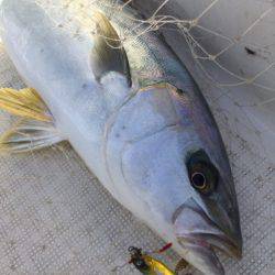 「LaGooN」蒼陽丸 日和号 釣果