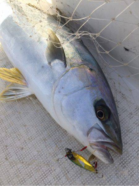 「LaGooN」蒼陽丸 日和号 釣果