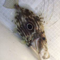 「LaGooN」蒼陽丸 日和号 釣果