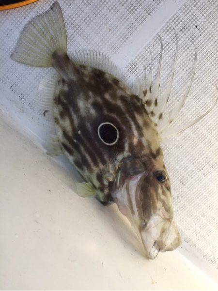 「LaGooN」蒼陽丸 日和号 釣果