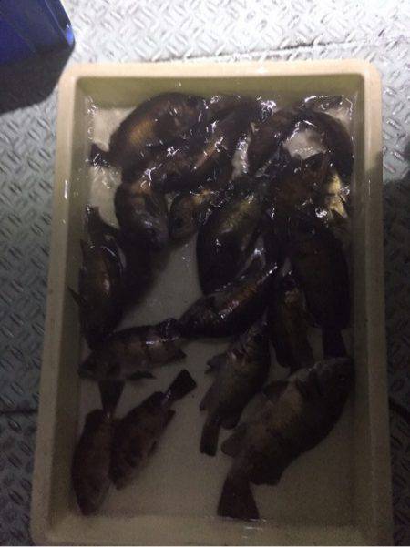 ヤザワ渡船 釣果