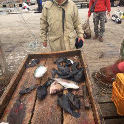 釣り堀水宝 釣果