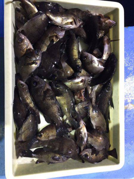 ヤザワ渡船 釣果