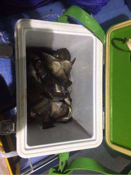 ヤザワ渡船 釣果