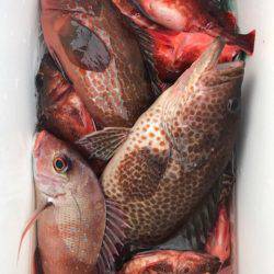 龍神丸(鹿児島) 釣果