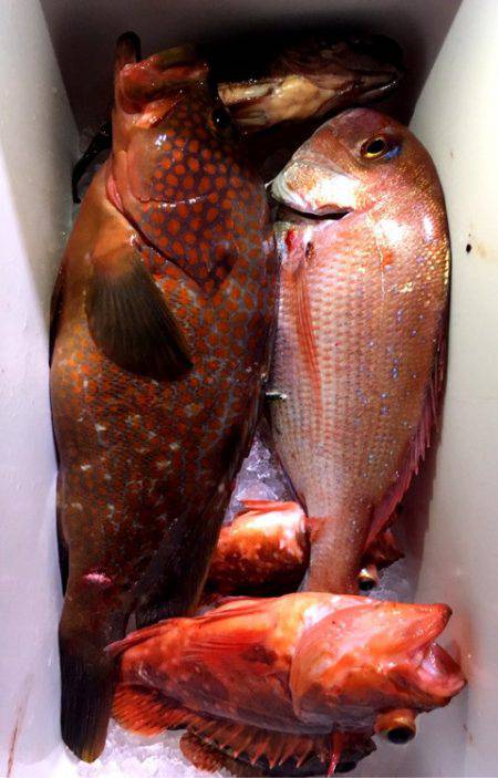 龍神丸（鹿児島） 釣果