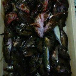 ヤザワ渡船 釣果