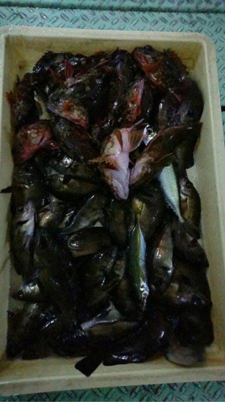 ヤザワ渡船 釣果