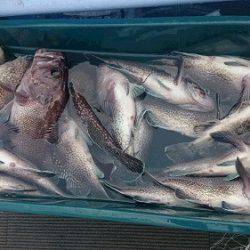 小樽港遊漁船SHAKE 釣果