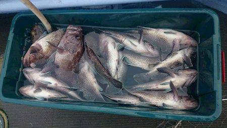 小樽港遊漁船SHAKE 釣果