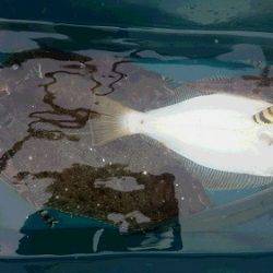 小樽港遊漁船SHAKE 釣果