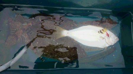 小樽港遊漁船ＳＨＡＫＥ 釣果