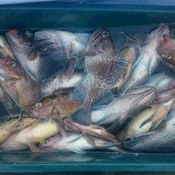 小樽港遊漁船SHAKE 釣果