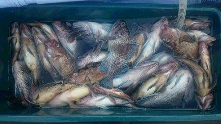 小樽港遊漁船ＳＨＡＫＥ 釣果