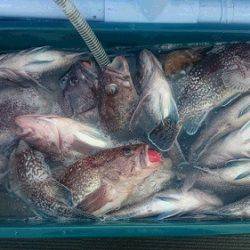 小樽港遊漁船SHAKE 釣果