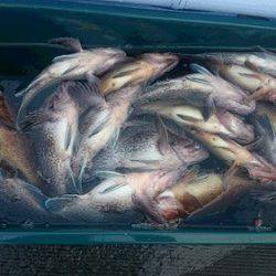 小樽港遊漁船SHAKE 釣果