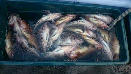 小樽港遊漁船SHAKE 釣果