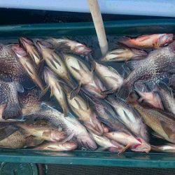 小樽港遊漁船SHAKE 釣果