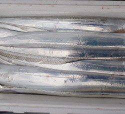 フィッシング キッタカ 釣果