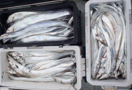 フィッシング キッタカ 釣果