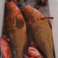 遊漁船 家入 釣果