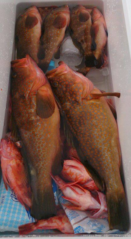 遊漁船 家入 釣果