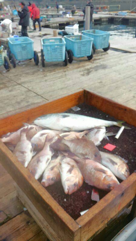 海の釣堀 海恵 釣果