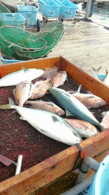 海の釣堀 海恵 釣果
