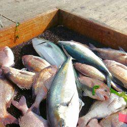 海の釣堀 海恵 釣果