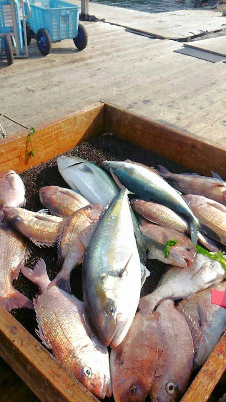 海の釣堀 海恵 釣果