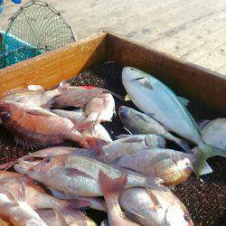 海の釣堀 海恵 釣果