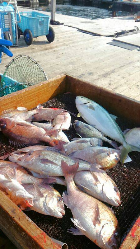 海の釣堀 海恵 釣果