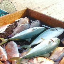 海の釣堀 海恵 釣果