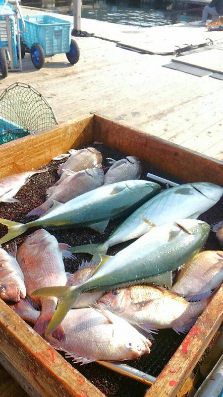 海の釣堀 海恵 釣果