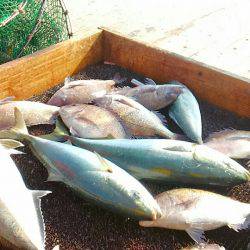 海の釣堀 海恵 釣果