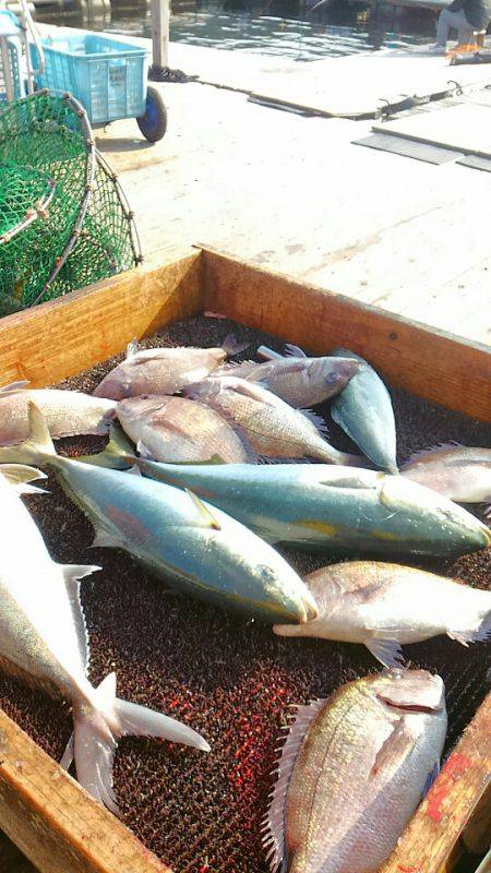 海の釣堀 海恵 釣果