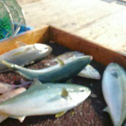 海の釣堀 海恵 釣果
