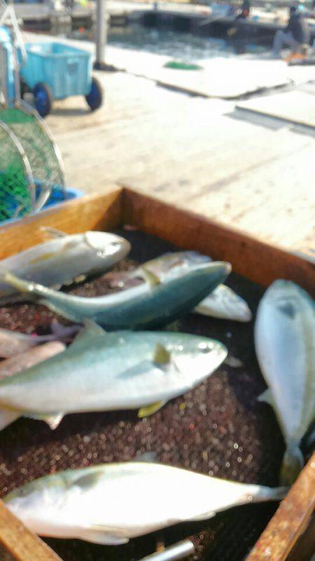 海の釣堀 海恵 釣果