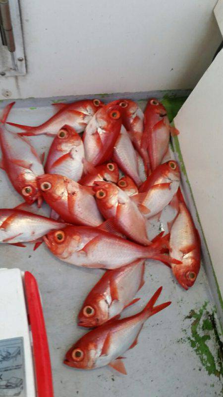 金沢八景鴨下丸 釣果