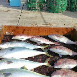 海の釣堀 海恵 釣果