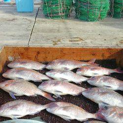 海の釣堀 海恵 釣果